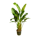 Strelitzia Augusta Multi Stam ↕240  cm hoog  ⟷ 50 cm pot