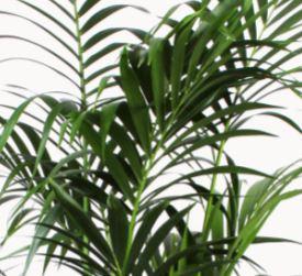 Kentia Palm ↕ 160 cm hoog  ⟷ 27cm pot