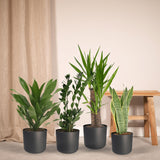 Plantaza Groene Combibox  - ↕ diverse hoogtes  ⟷ 14-17 cm pot - 4 kamerplanten