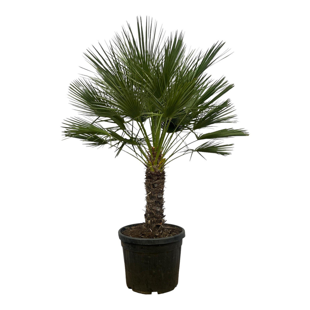 Chamaerops Humilis op stam ↕ 180 cm hoog  ⟷ 45 cm pot