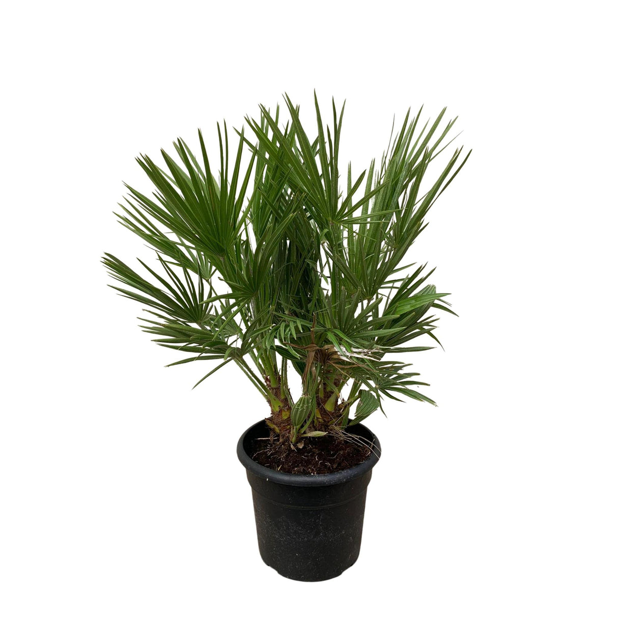 Chamaerops Humilis struik ↕ 100 cm hoog  ⟷ 24 cm pot