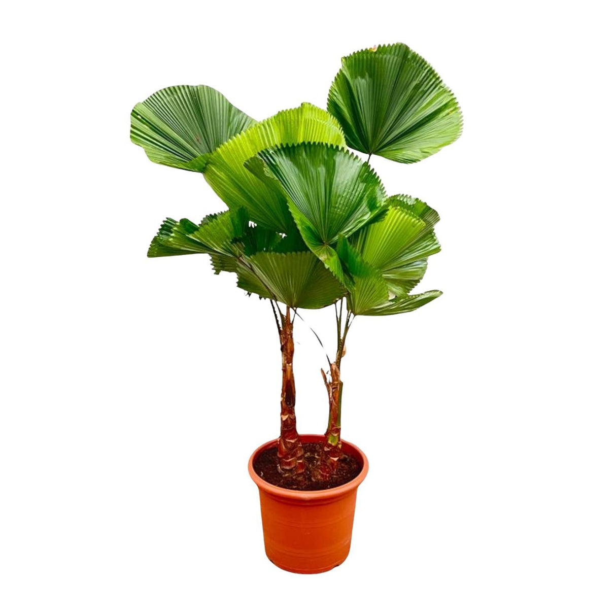 Licuala Grandis Dubbele stam ↕ 170 cm hoog  ⟷ 45 cm pot