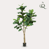 Ficus Lyrata - Tabaksplant - ↕ 180 cm hoog  ⟷ 17 cm pot