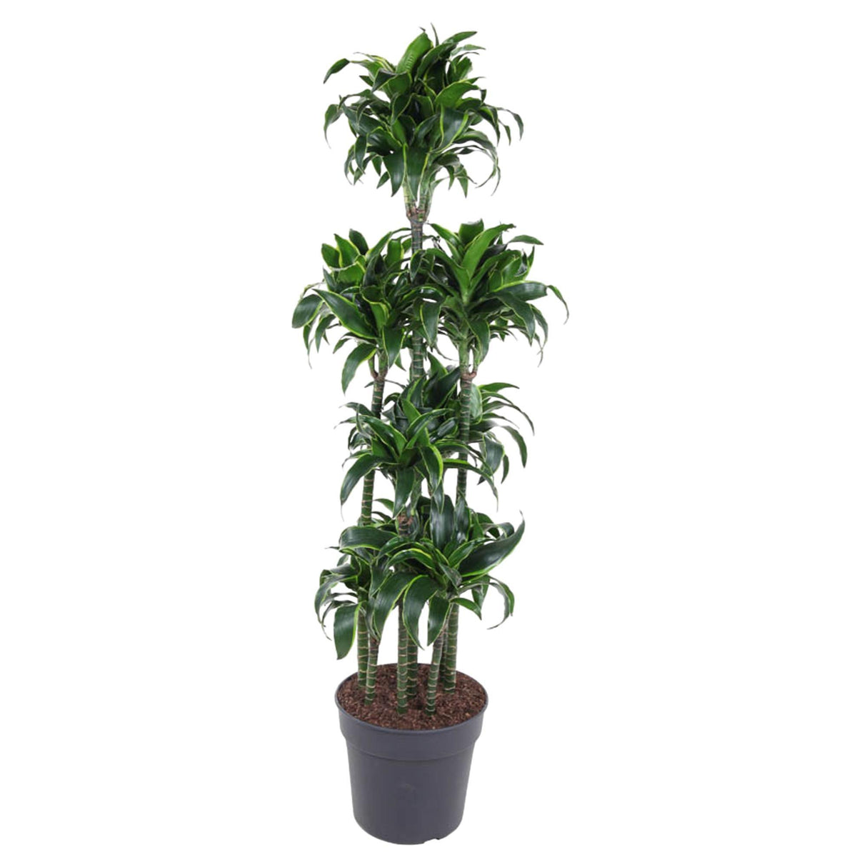 Dracaena Dorado Carrousel ↕ 160 cm hoog  ⟷ 34 cm pot