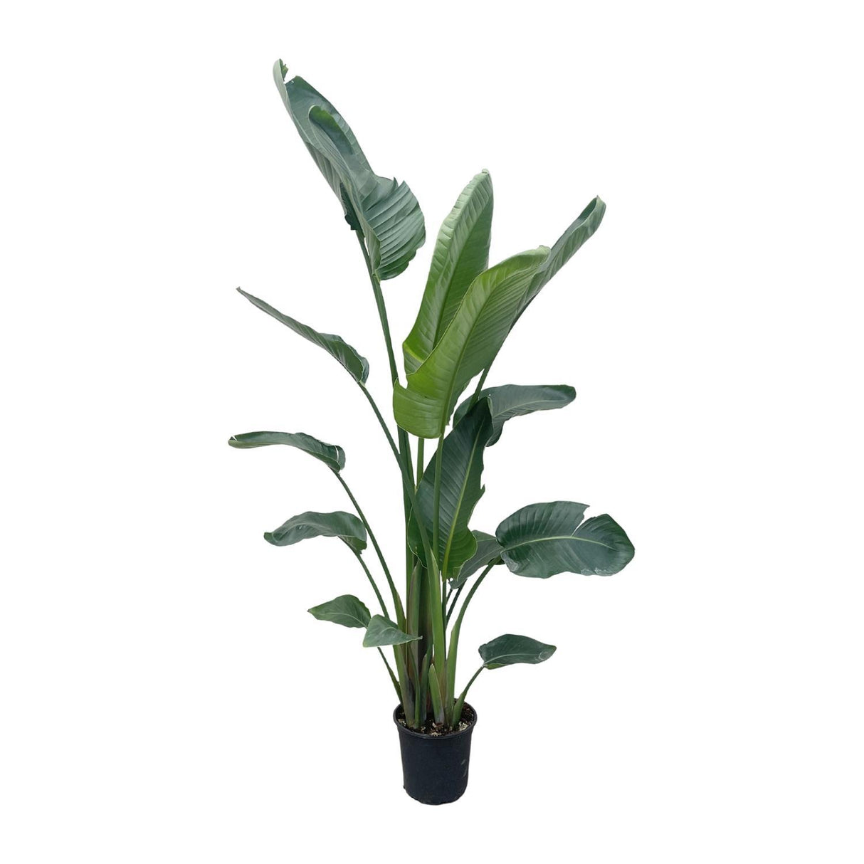 Strelitzia Nicolai ↕ 215 cm hoog  ⟷ 27 cm pot