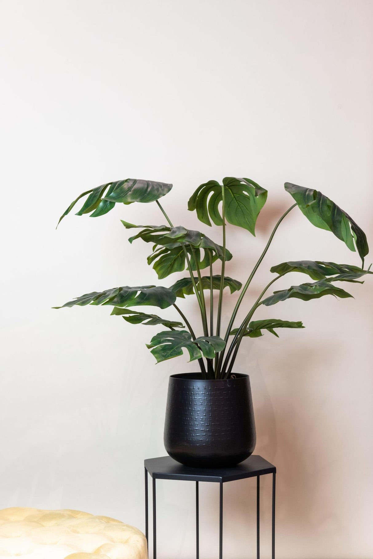 Monstera Deliciosa - ↕ 80 cm hoog  ⟷ 14 cm pot