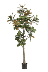 Magnolia Grandiflora - ↕ 180 cm hoog  ⟷ 15 cm pot