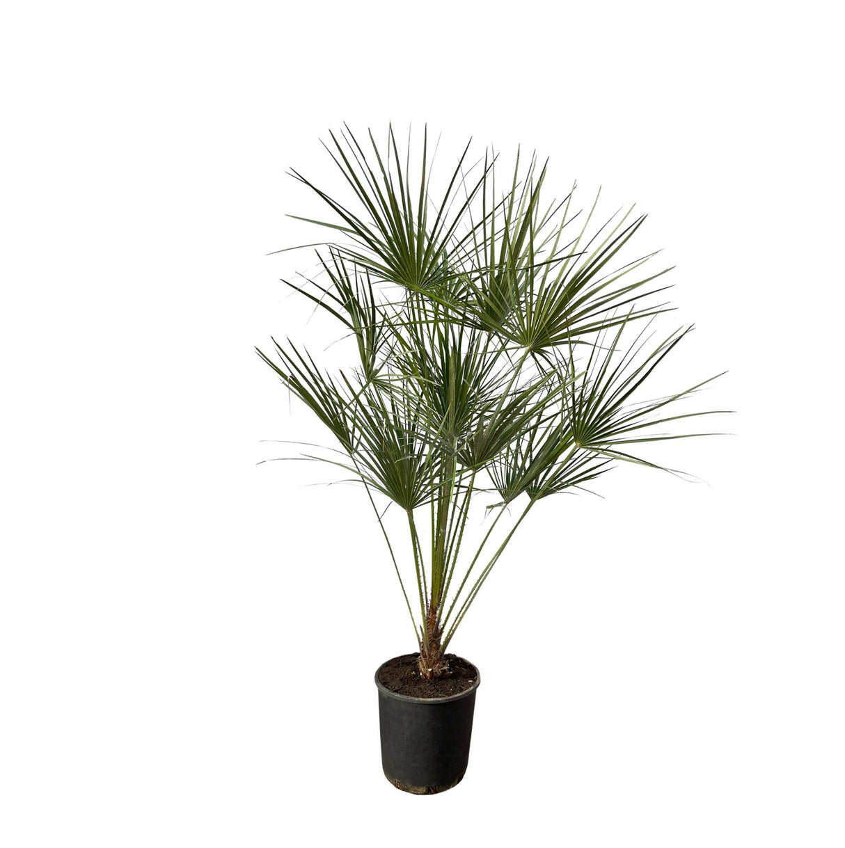 Chamaerops Humilis op stam ↕ 160 cm hoog  ⟷ 28 cm pot