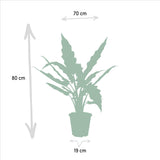 Plantaza Groene Combibox ↕ 60-75 cm hoog  ⟷ 19 cm pot  - 3 kamerplanten