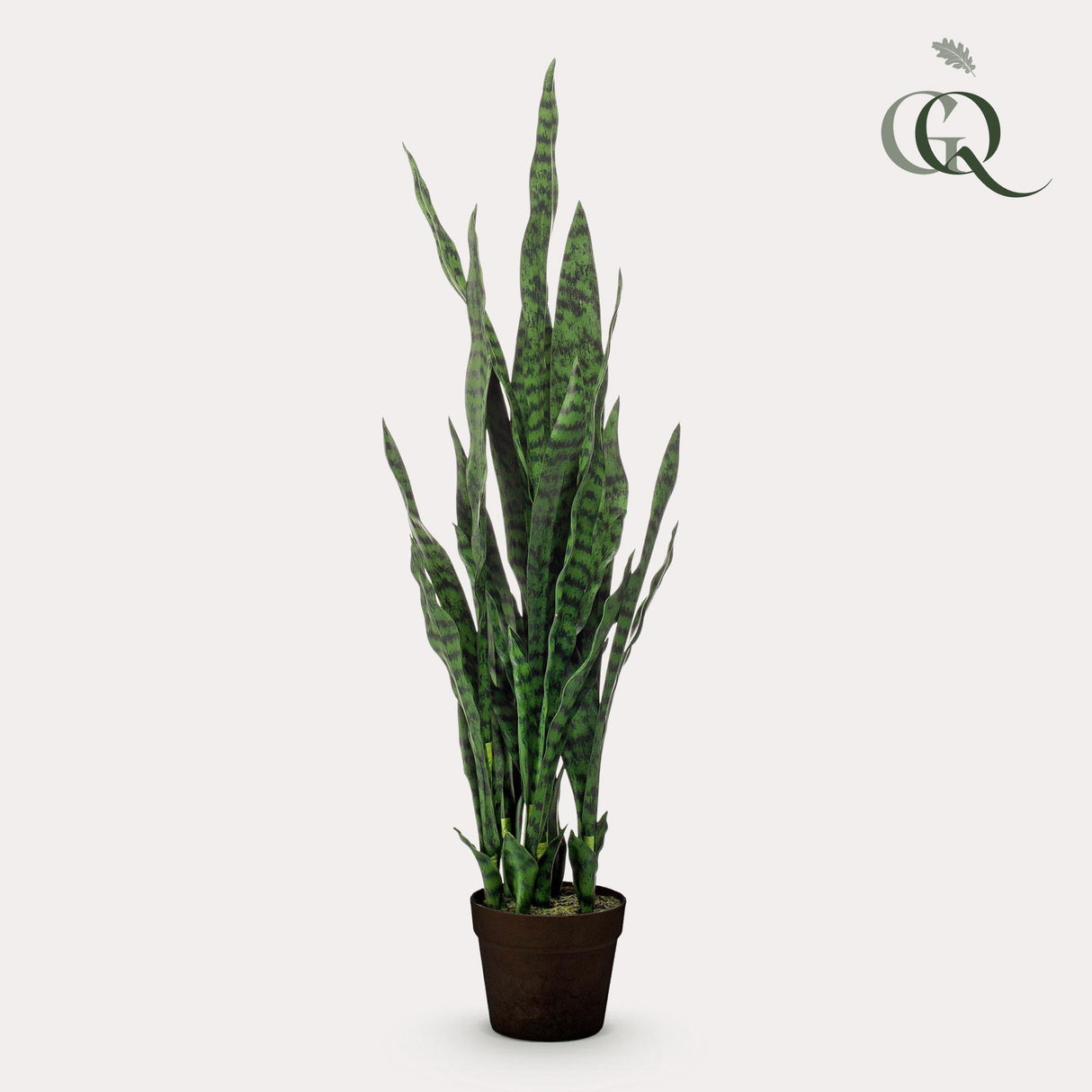 Sanseveria black coral - Vrouwentong - ↕ 97 cm hoog  ⟷ 12 cm pot