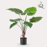 OVIDIO - Alocasia - Olifantsoor ↕ 70 cm hoog  ⟷ 12 cm pot