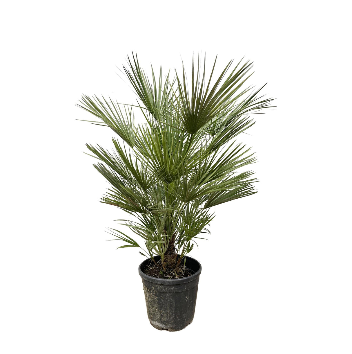 Chamaerops Humilis struik ↕ 150 cm hoog  ⟷ 30 cm