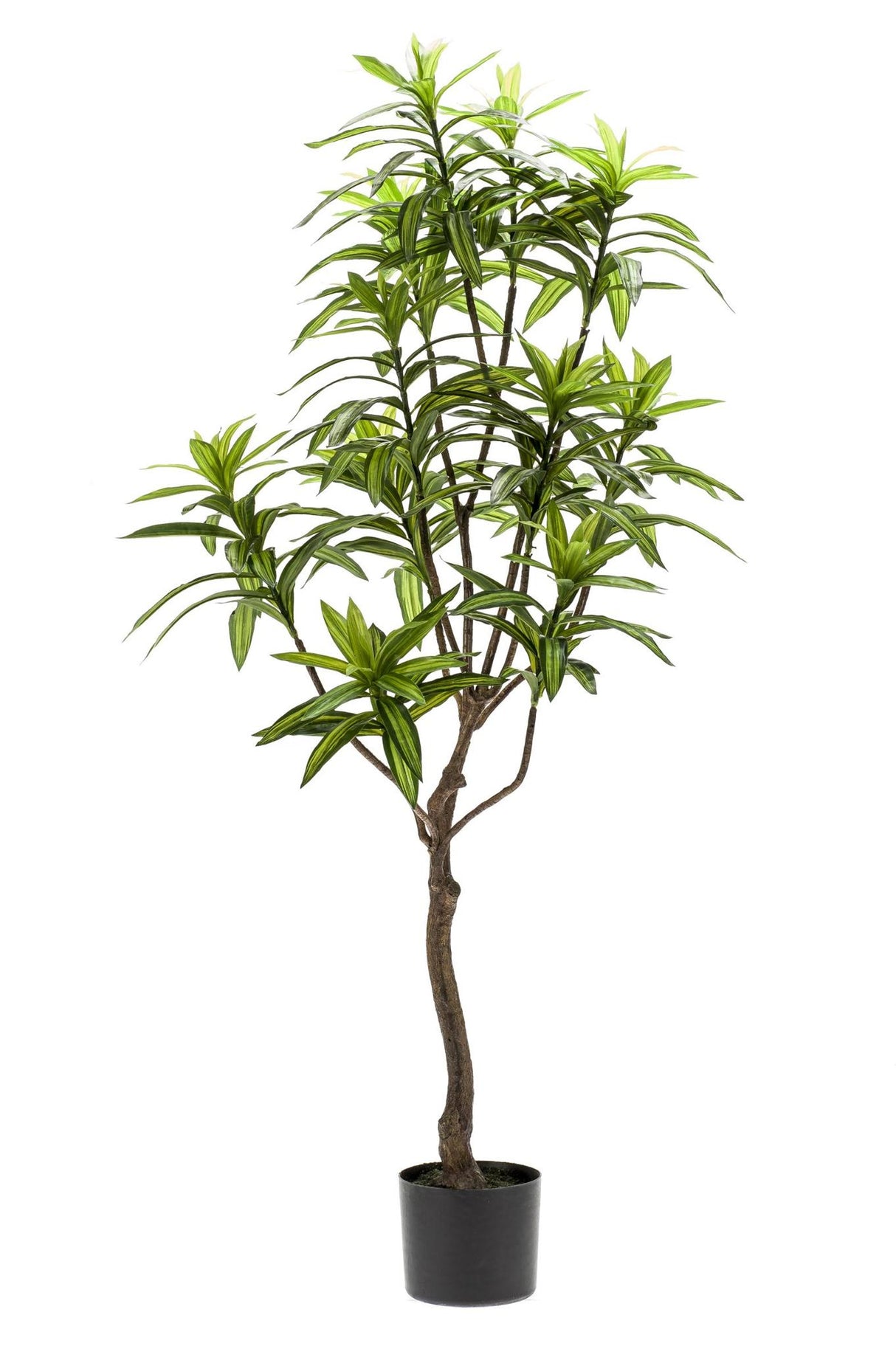 Dracaena - Drakenboom - ↕ 130 cm hoog  ⟷ 14 cm pot