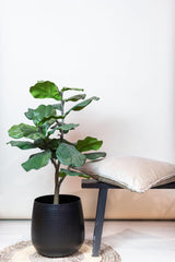 Ficus Lyrata - Tabaksplant - ↕ 100 cm hoog  ⟷ 12 cm pot