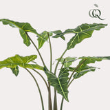 Alocasia Frydek - Olifantsoor - ↕ 100 cm hoog  ⟷ 14 cm pot