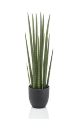 Sanseveria Cylindrica - Vrouwentong - ↕ 70 cm hoog  ⟷ 12 cm pot