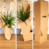 Plantaza Groene Verrassingsbox ↕ 20-30 cm hoog  ⟷ 10-12 cm pot - 5 kamerplanten