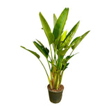 Strelitzia Augusta Multi Stam ↕ 215 cm hoog  ⟷ 40 cm pot