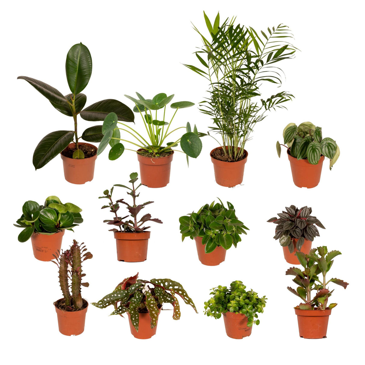 Plantaza Groene Klungelbox ↕ 15-25 cm hoog  ⟷ 10-12 cm pot - 12 kamerplanten