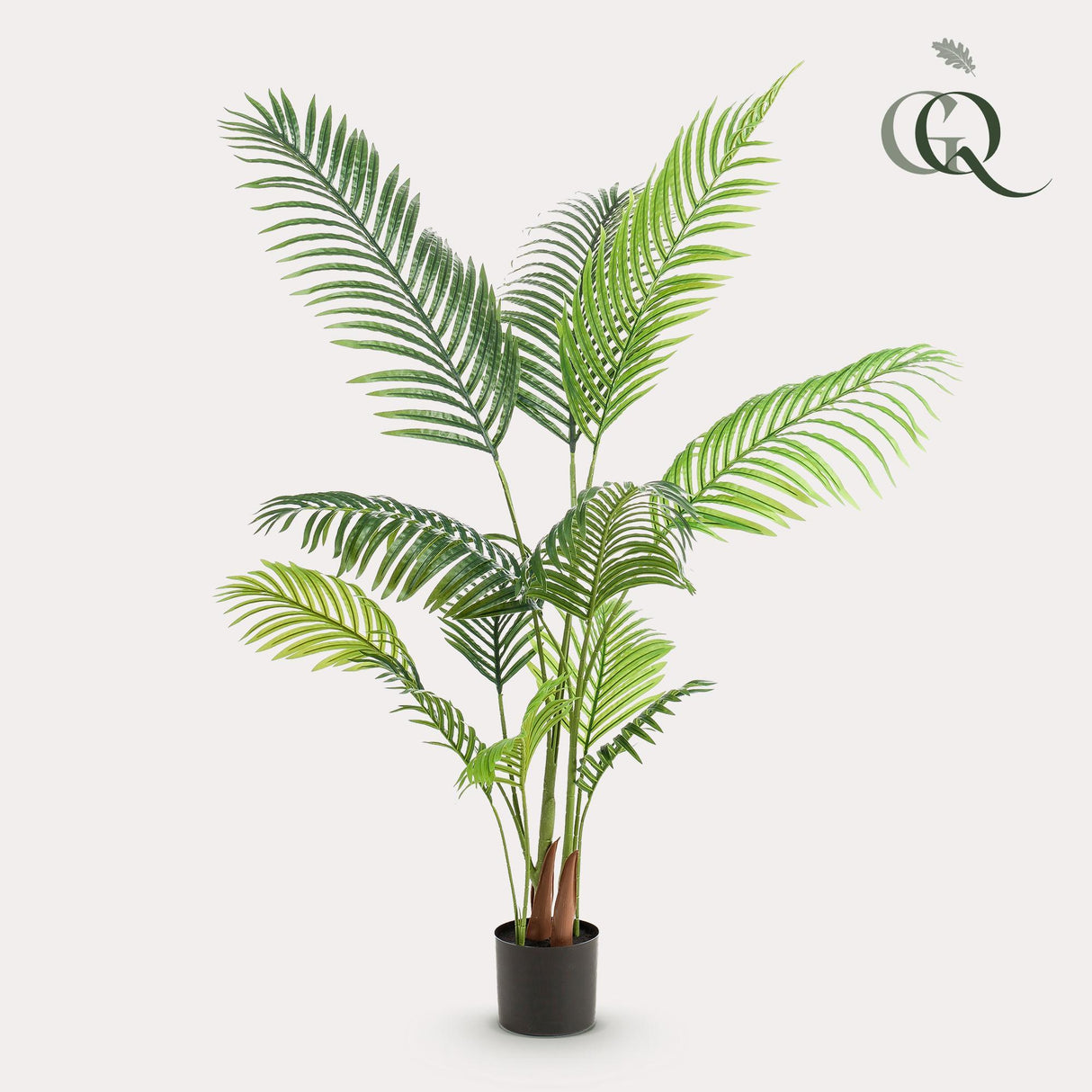 Howea Forsteriana - ↕ 140 cm hoog  ⟷ 14 cm pot