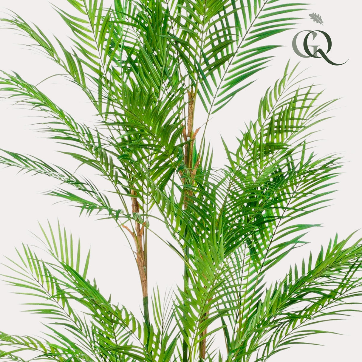 Chamaedorea Elegans - Bergpalm - ↕ 180 cm hoog  ⟷ 14 cm pot