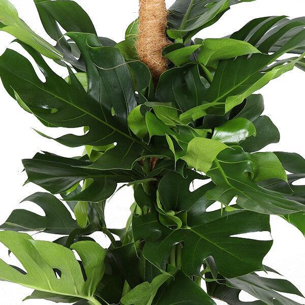 Monstera Deliciosa met Mosstok ↕ 150 cm hoog  ⟷ 27 cm potm