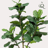 Ficus Lyrata - Tabaksplant - ↕ 180 cm hoog  ⟷ 17 cm pot