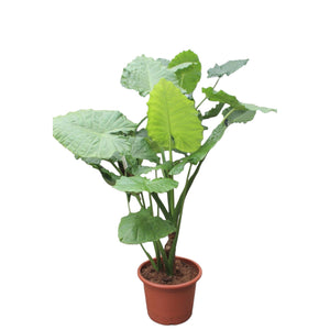 Alocasia (Olifantsoor)