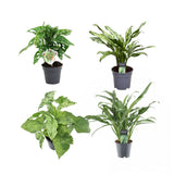 Plantaza Groene Combibox  ↕25-40 cm hoog  ⟷ 12 cm pot - 3 kamerplanten