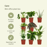 Plantaza Groene Combibox Kantoor - ↕ diversen hoogtes  ⟷ 12 cm pot - 8 kamerplanten