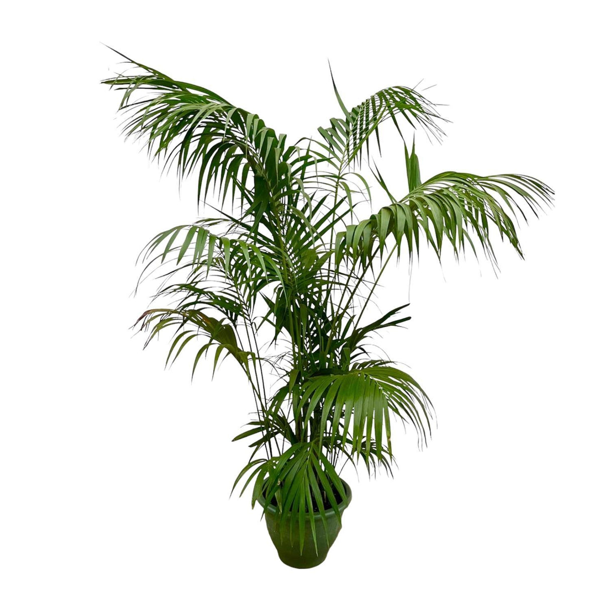 Kentia Palm  Howea Forsteriana ↕ 260 cm hoog  ⟷ 35 cm pot