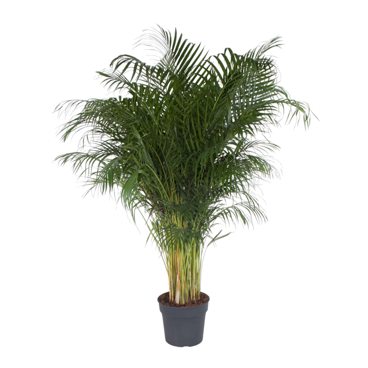 Dypsis Lutescens ↕ 200 cm hoog  ⟷ 34 cm pot