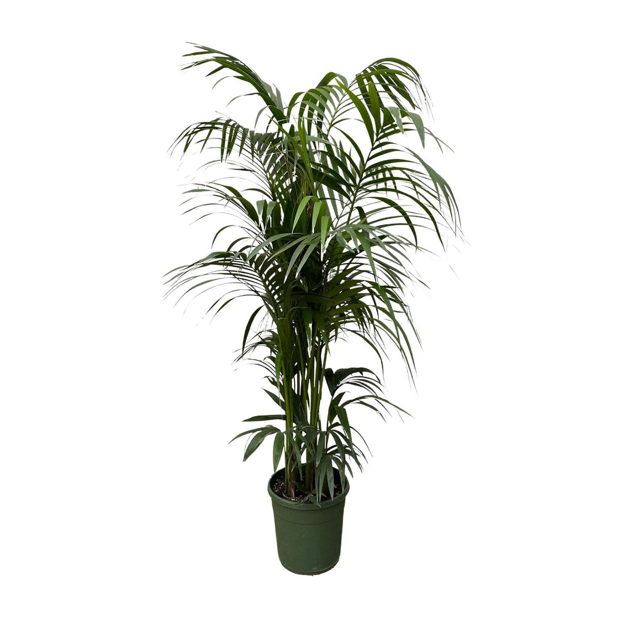 Kentia palm ↕ 230 cm hoog  ⟷ 38 cm pot