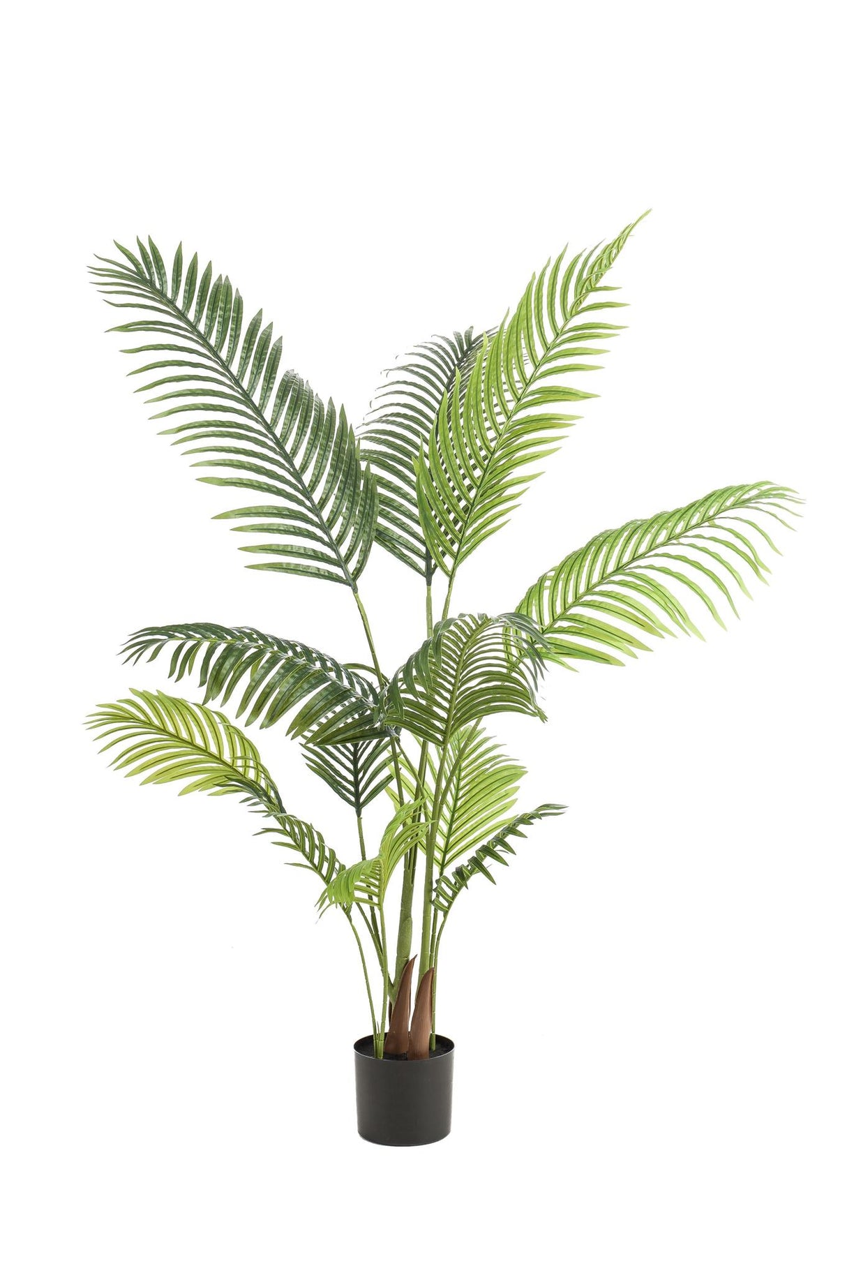 Howea Forsteriana - ↕ 140 cm hoog  ⟷ 14 cm pot