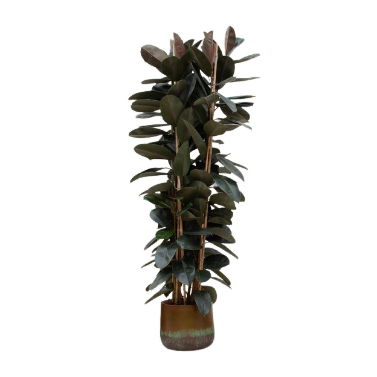 Ficus Elastica Abidjan struik ↕ 215 cm hoog  ⟷ 40 cm pot