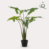 Alocasia Frydek - Olifantsoor - ↕ 100 cm hoog  ⟷ 14 cm pot