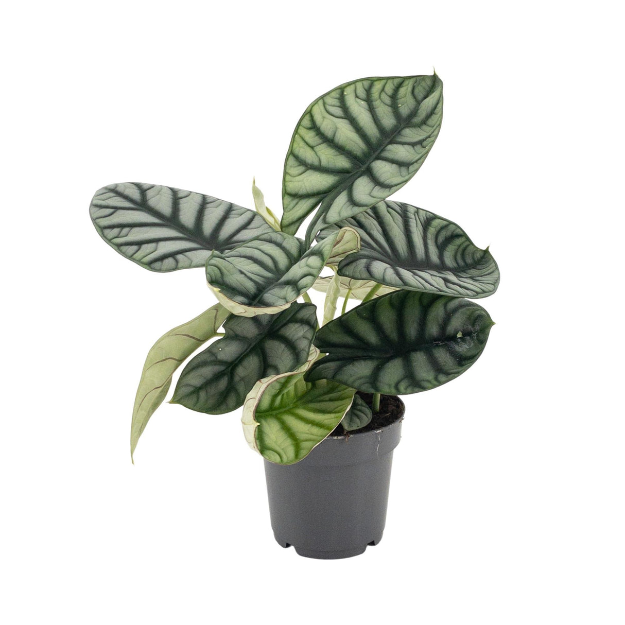 Alocasia Nebula Silver ↕ 30 cm hoog  ⟷ 14 cm pot